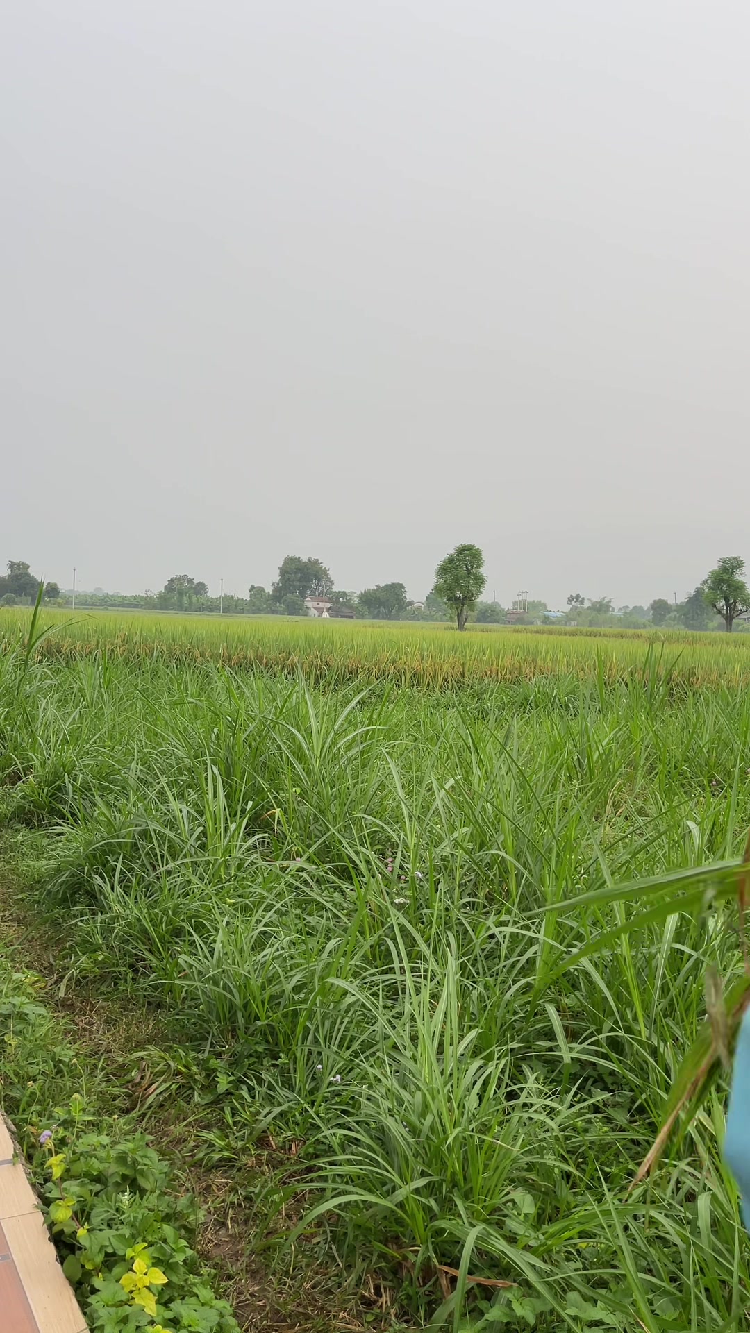 @Sanu_khadka