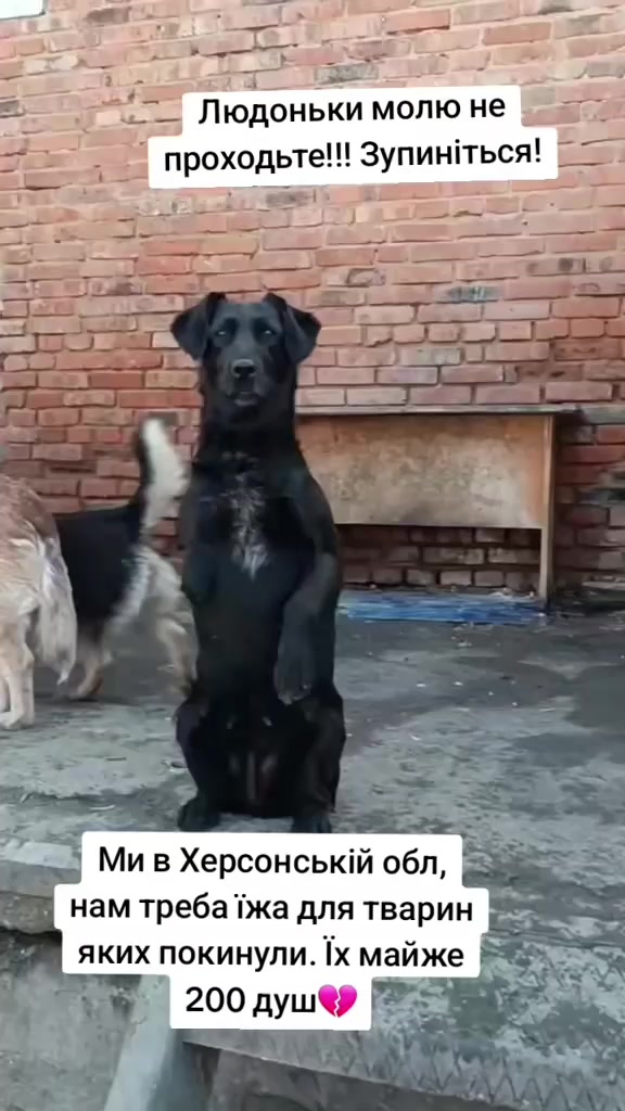 @tvarinkidobra
