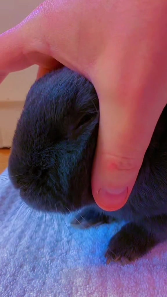 @💙🐰 Cutesy 🐰💙