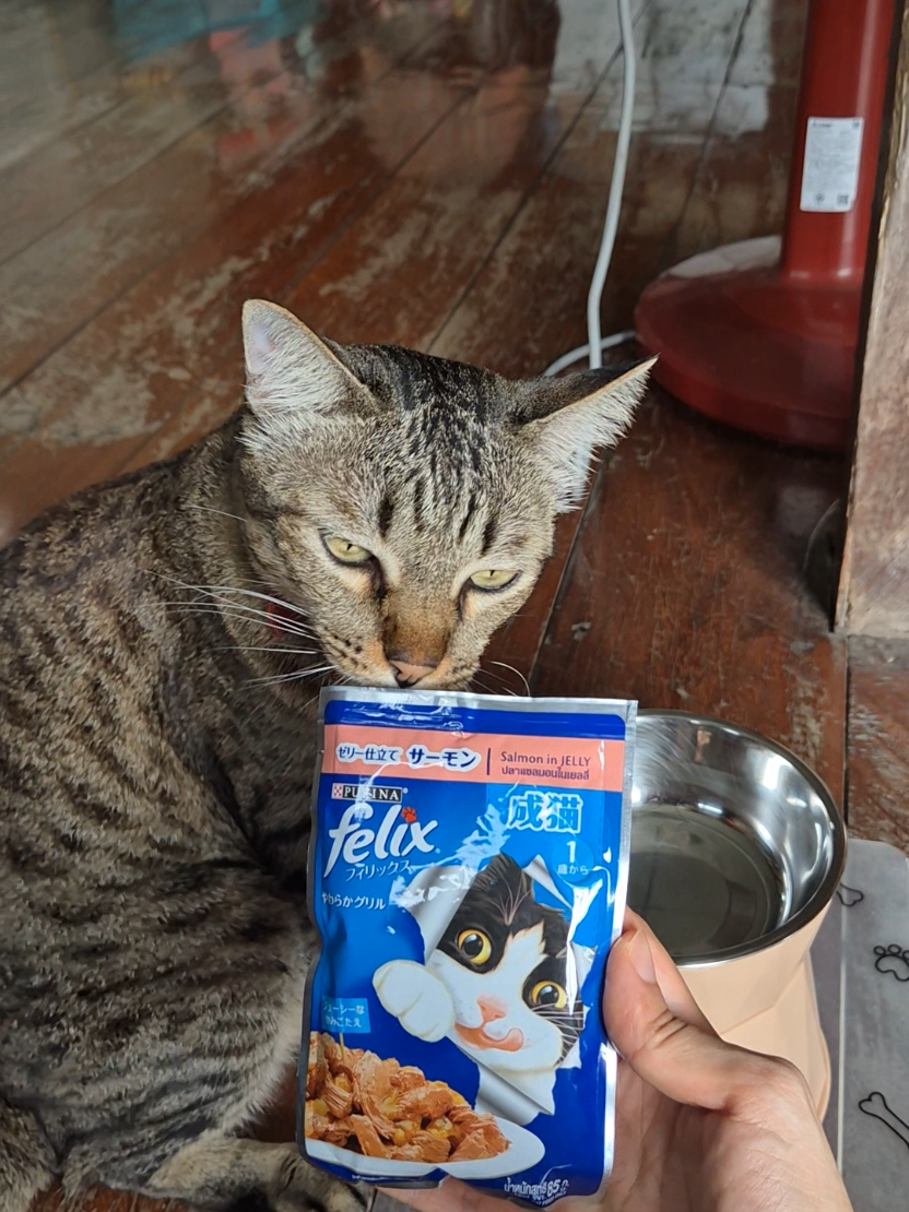 @M&M's Diary ❤🐈