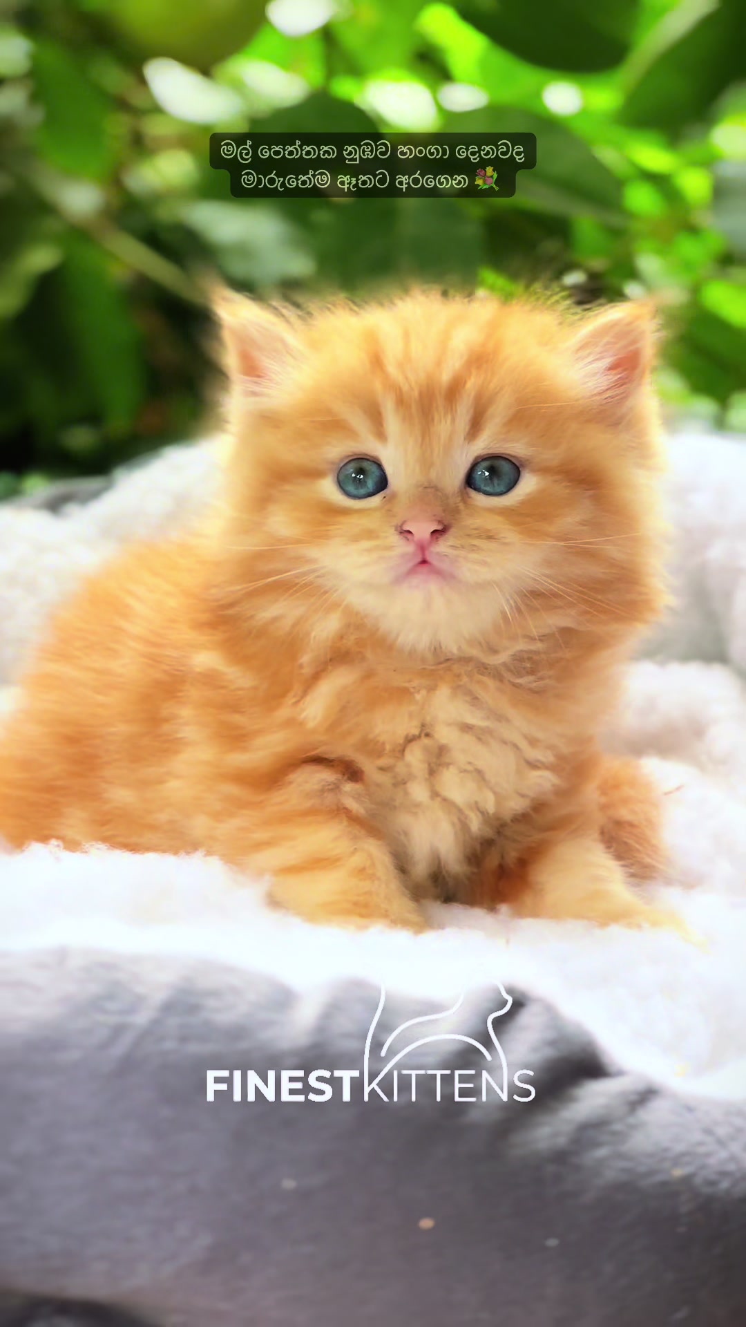 @FinestKittens