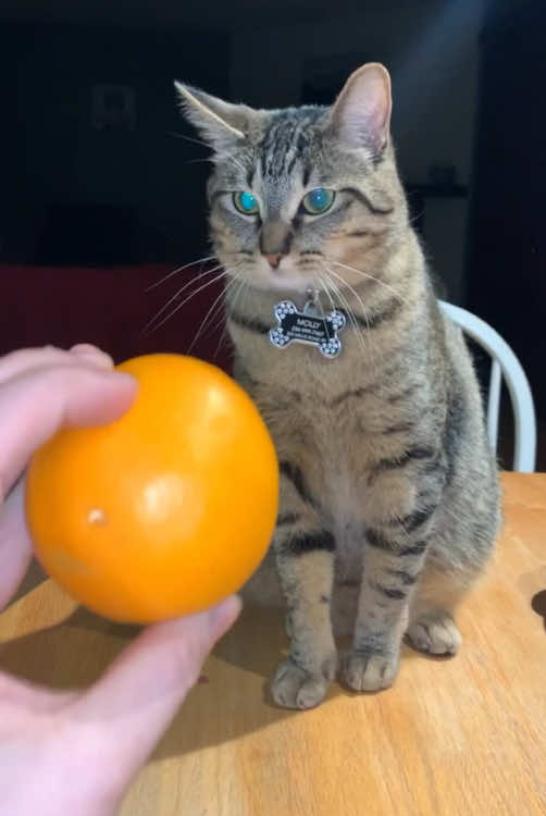 @cat moment