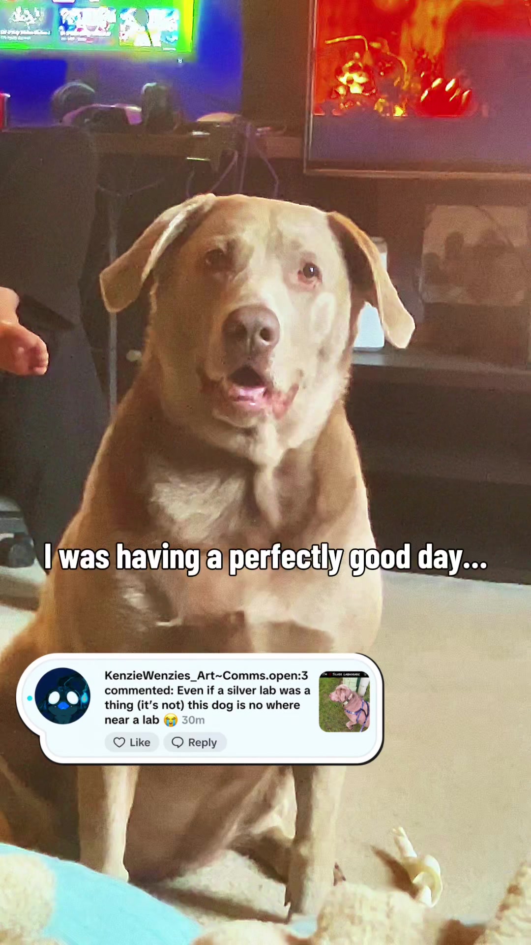 @Misty&rsquo;s🐾Dog Mom