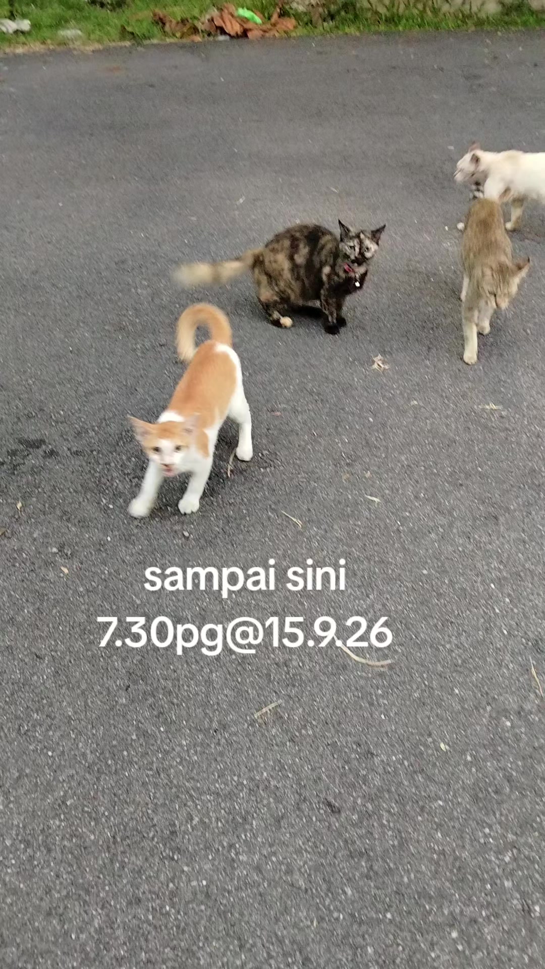 @MaderCats