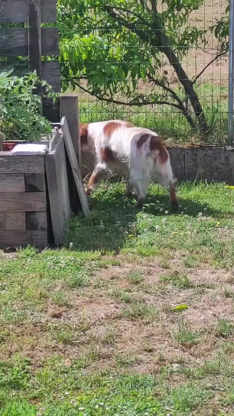 @Animalistas Unidos GymsEmp