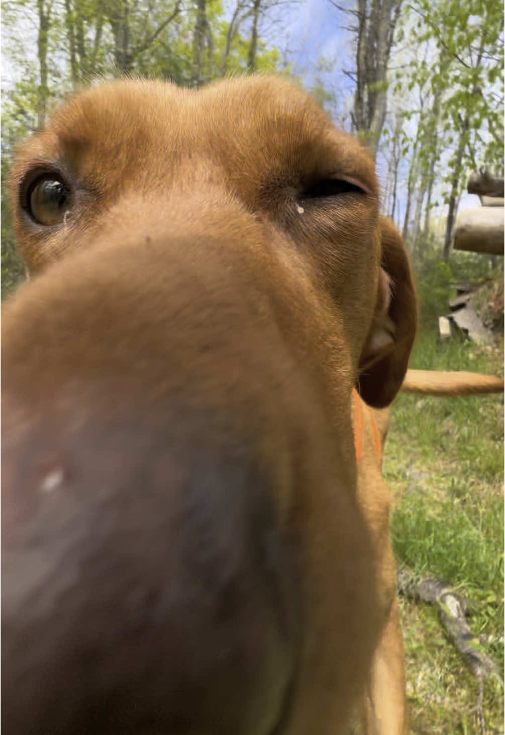 @Browndoginn