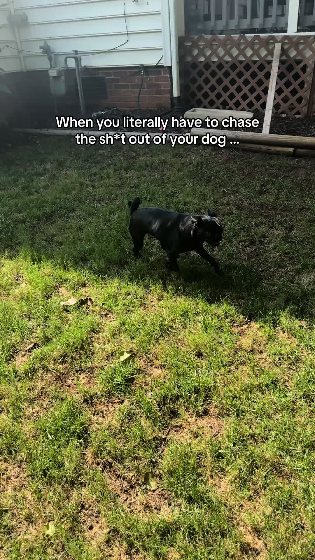 @SirEdmundThePug