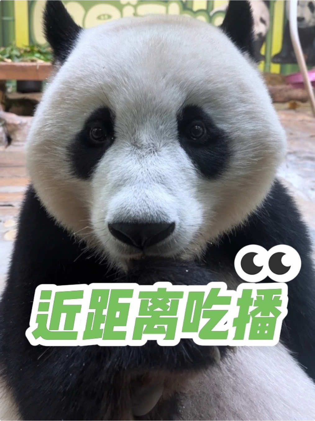 @熊猫妹珠🐼