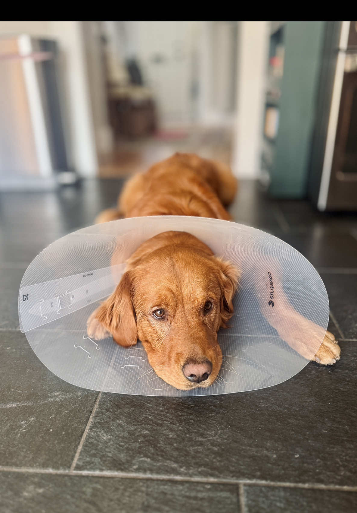 @Rooster The Red Retriever
