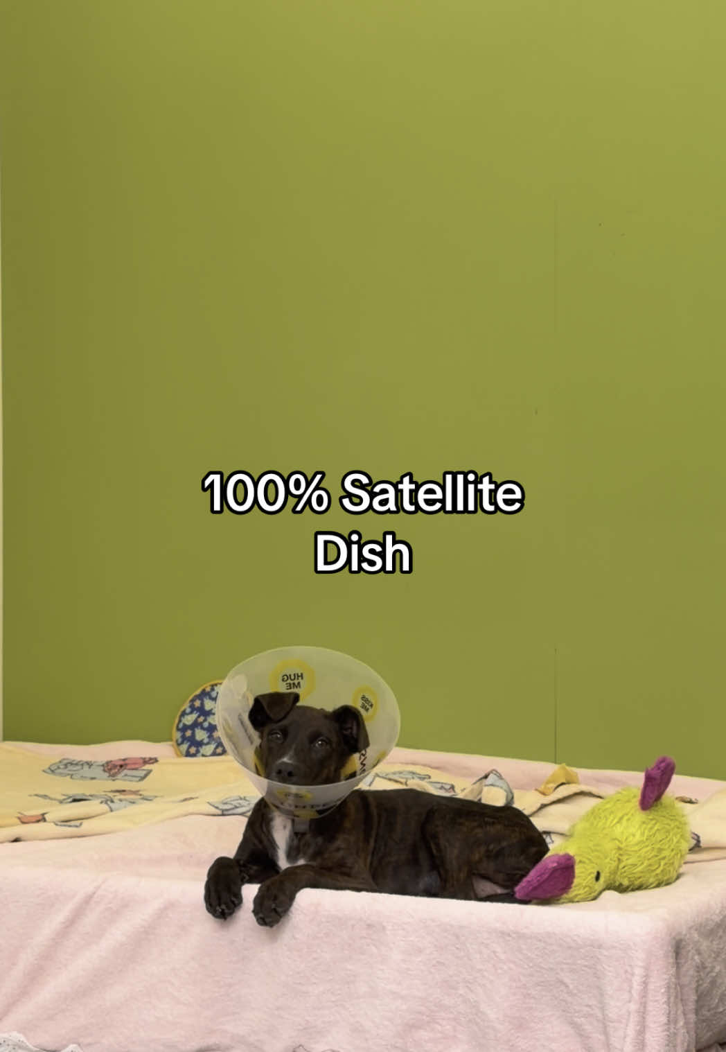 @San Diego Humane Society