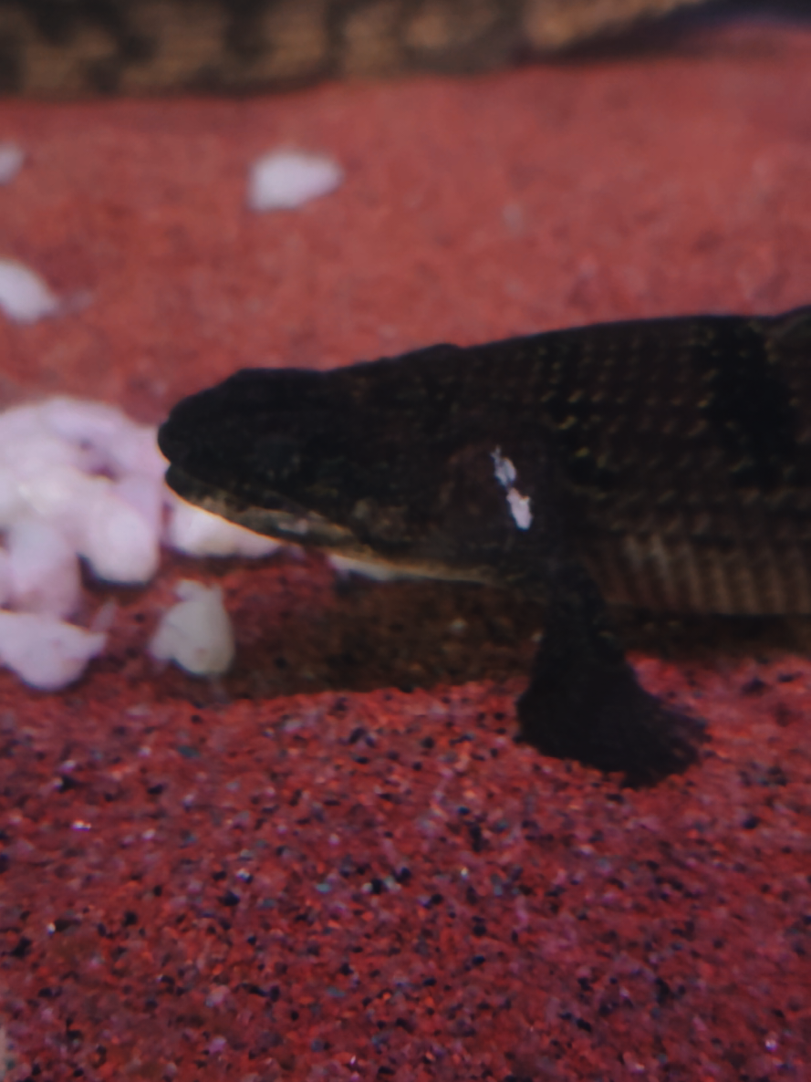 @Pitcha's pet