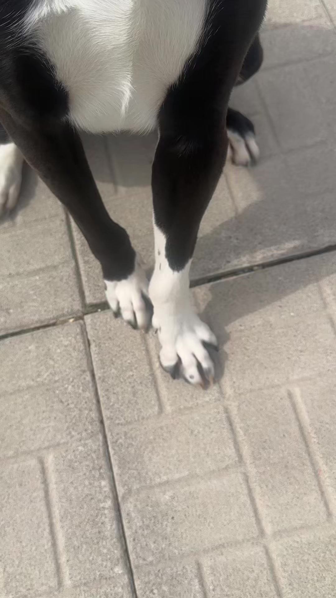 @CambridgeHumaneSocty