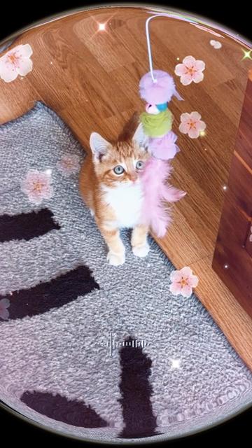 @🦊🏳️🌈✨Alberta_Fox🦊🏳️🌈🔥