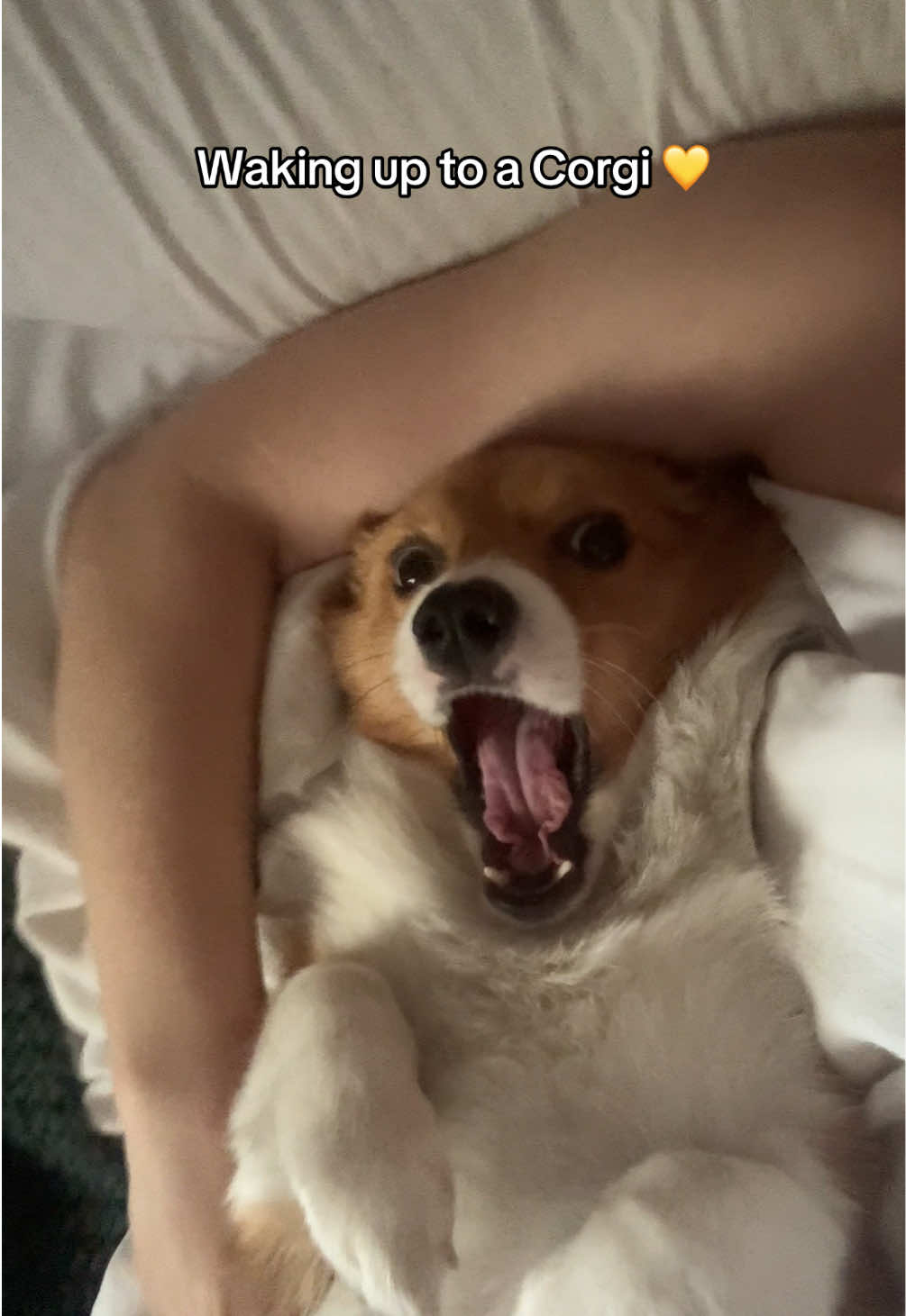 @Hope the Corgi