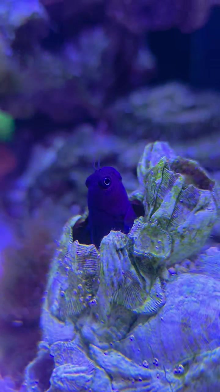 @Jays reef