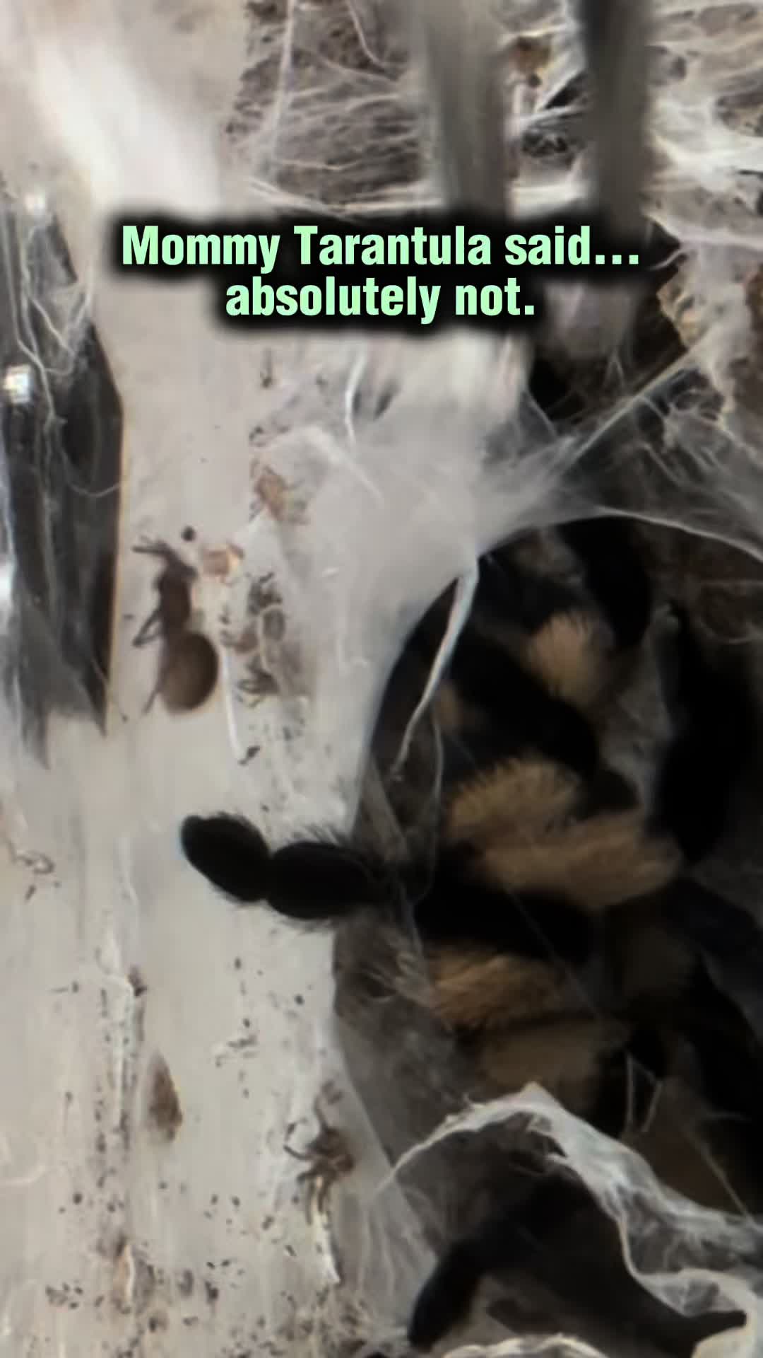 @Spider Conservatory