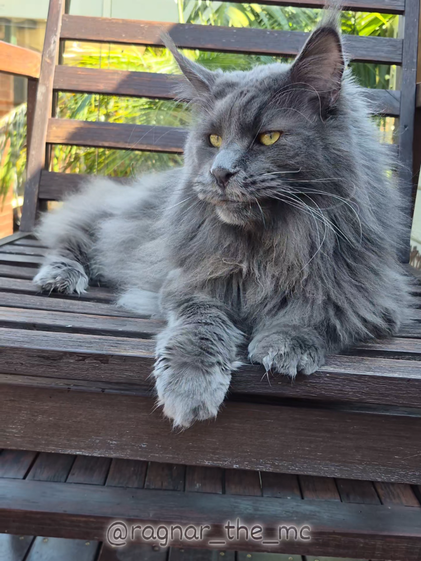 @Ragnar the Maine Coon 🐈