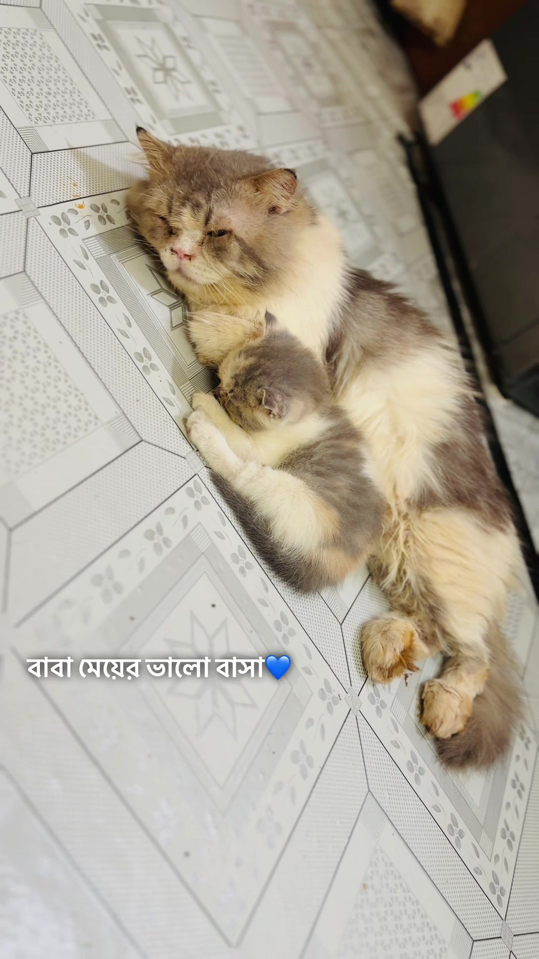 @Persian Cat Society❤️&zwj;🩹