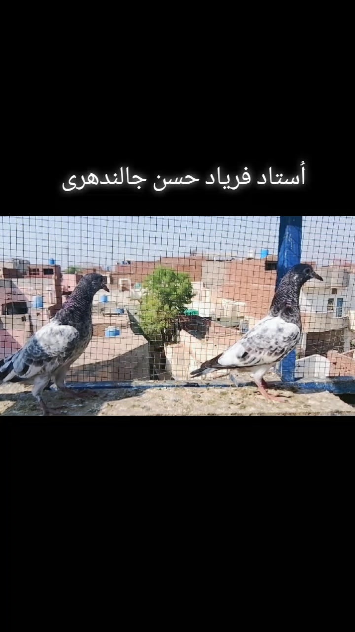 @𝘼𝙣𝙖𝙨_𝘖𝘬𝘢𝘳𝘢_333🕊️✨