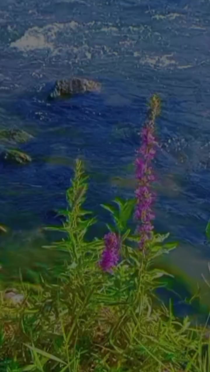 @꧂ أمـْـْْـْ آدمـْـْْـْ canısı