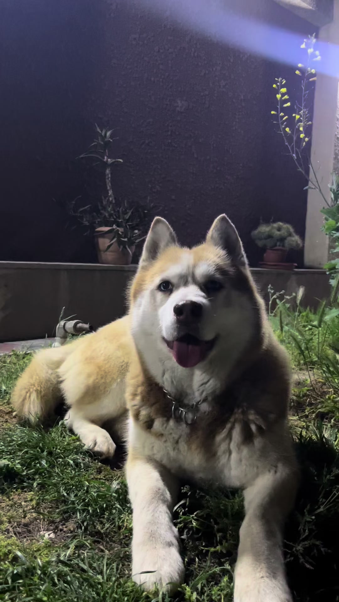 @lbella_Huskyy