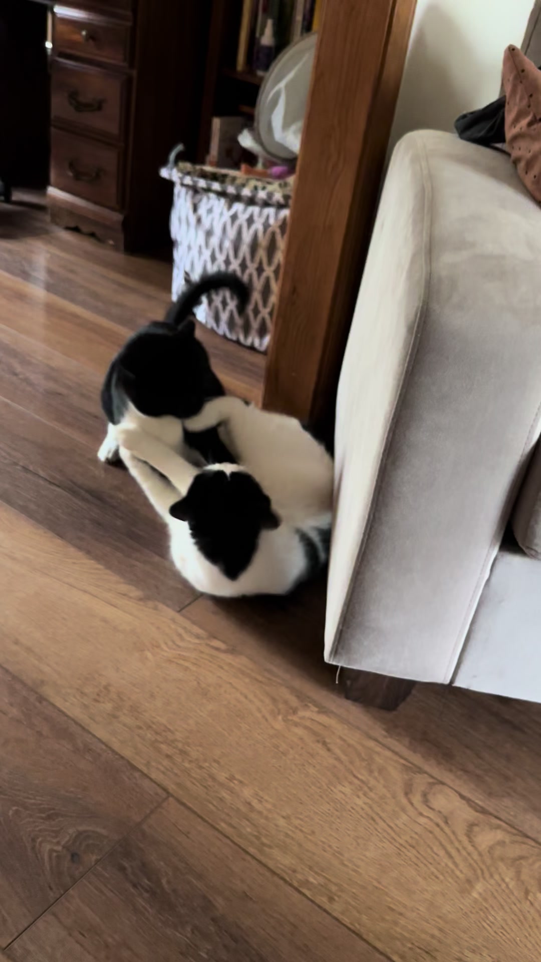 @Bratcats