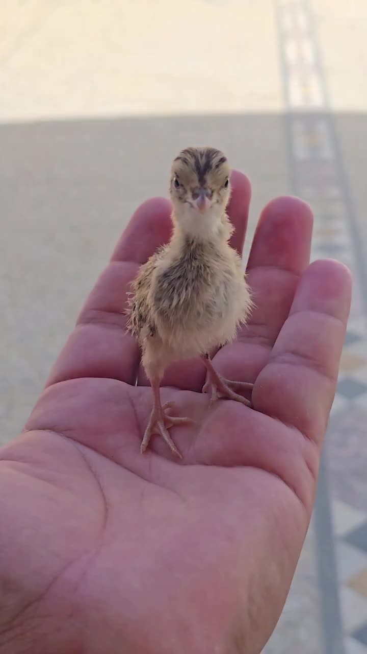 @Birds Lover