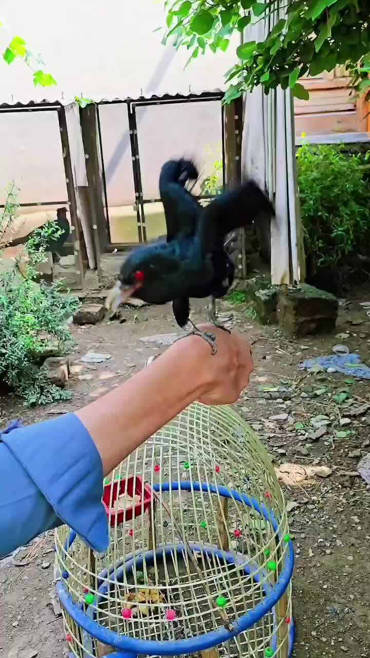 @Birds Lover