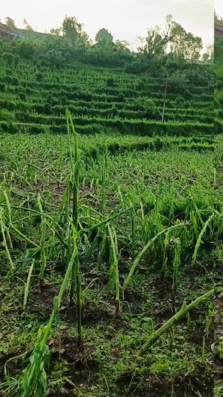 @shivani 123