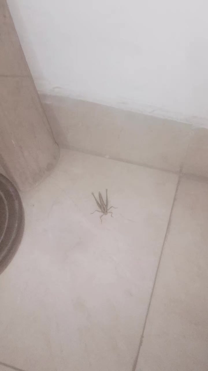 @jahanzaib270