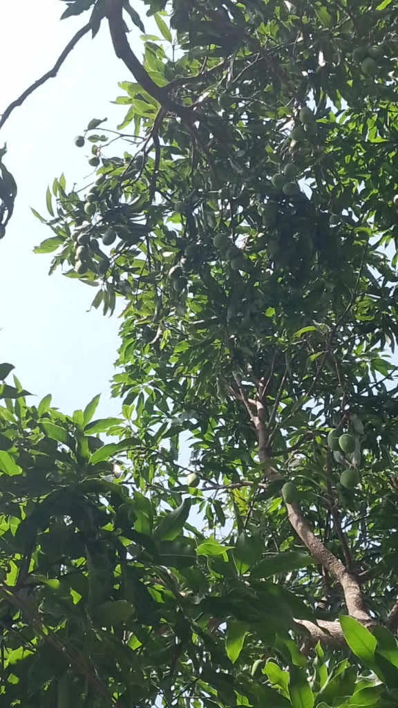 @shivji
