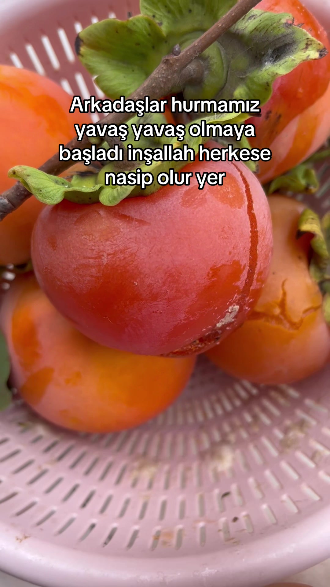 @Gönülünpatileri
