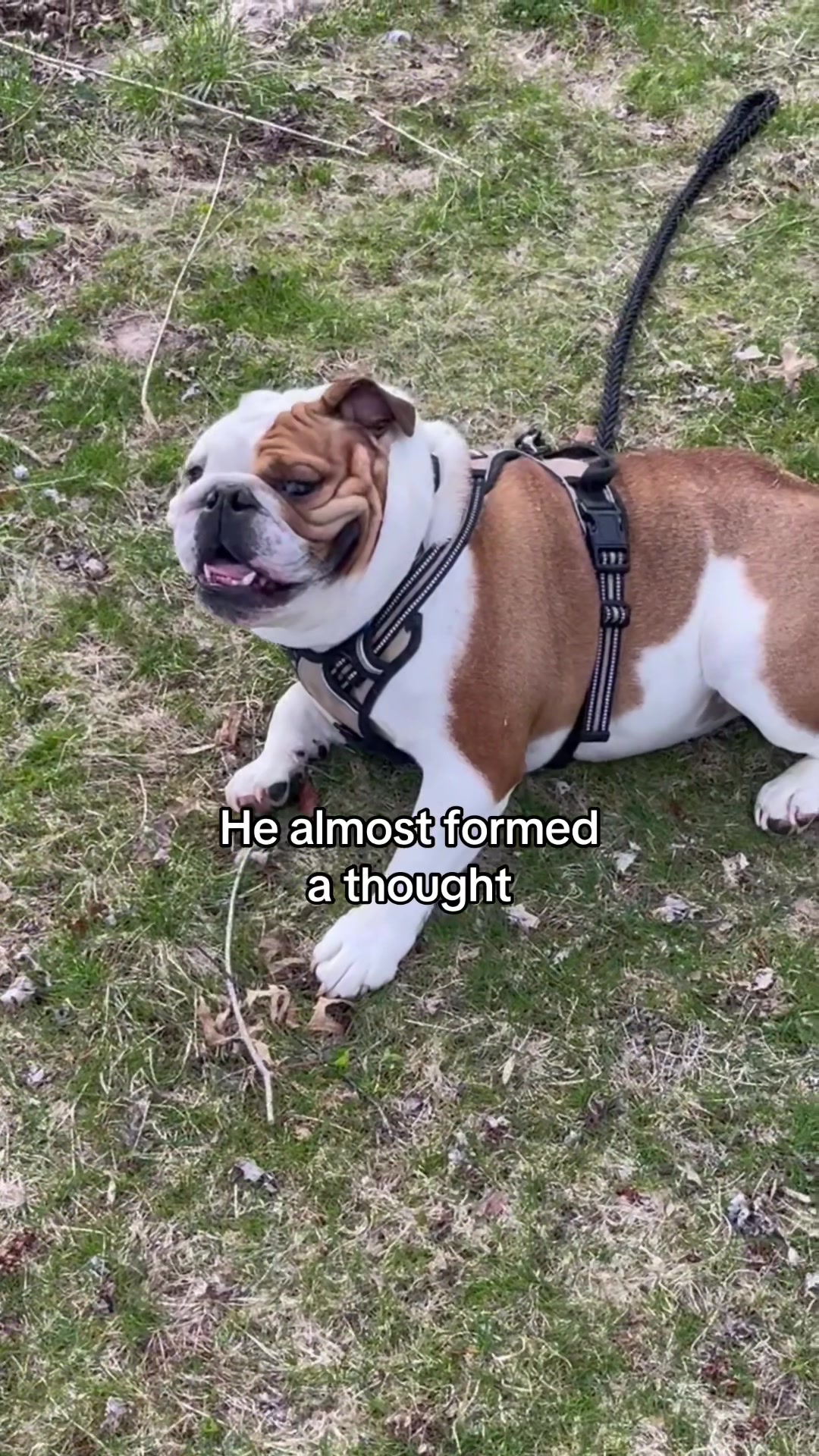 @Stubby The Bulldog
