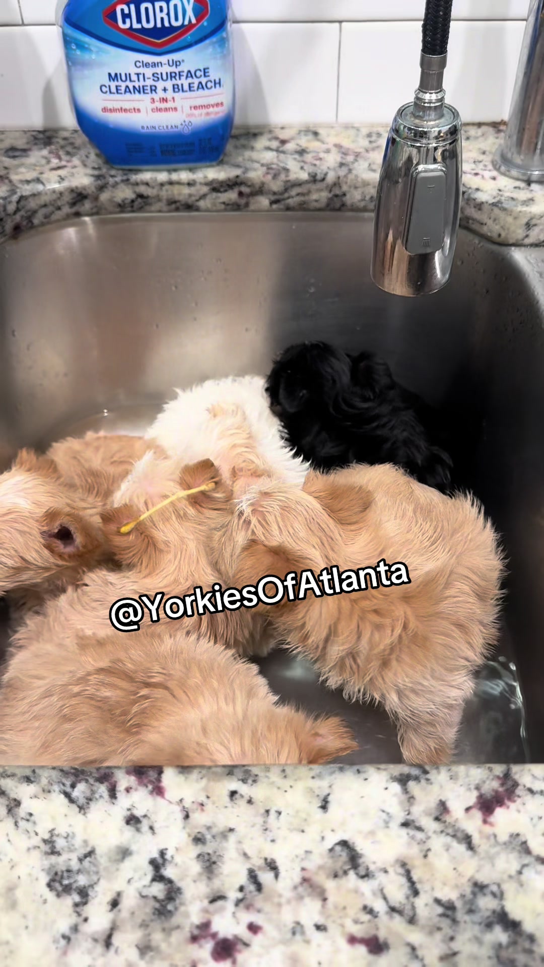 @Yorkies Of Atlanta