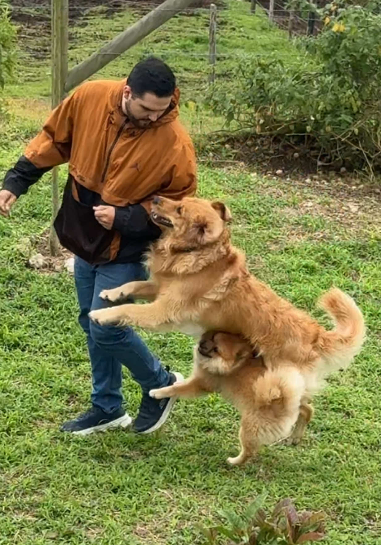 @Soy Milo 🐶