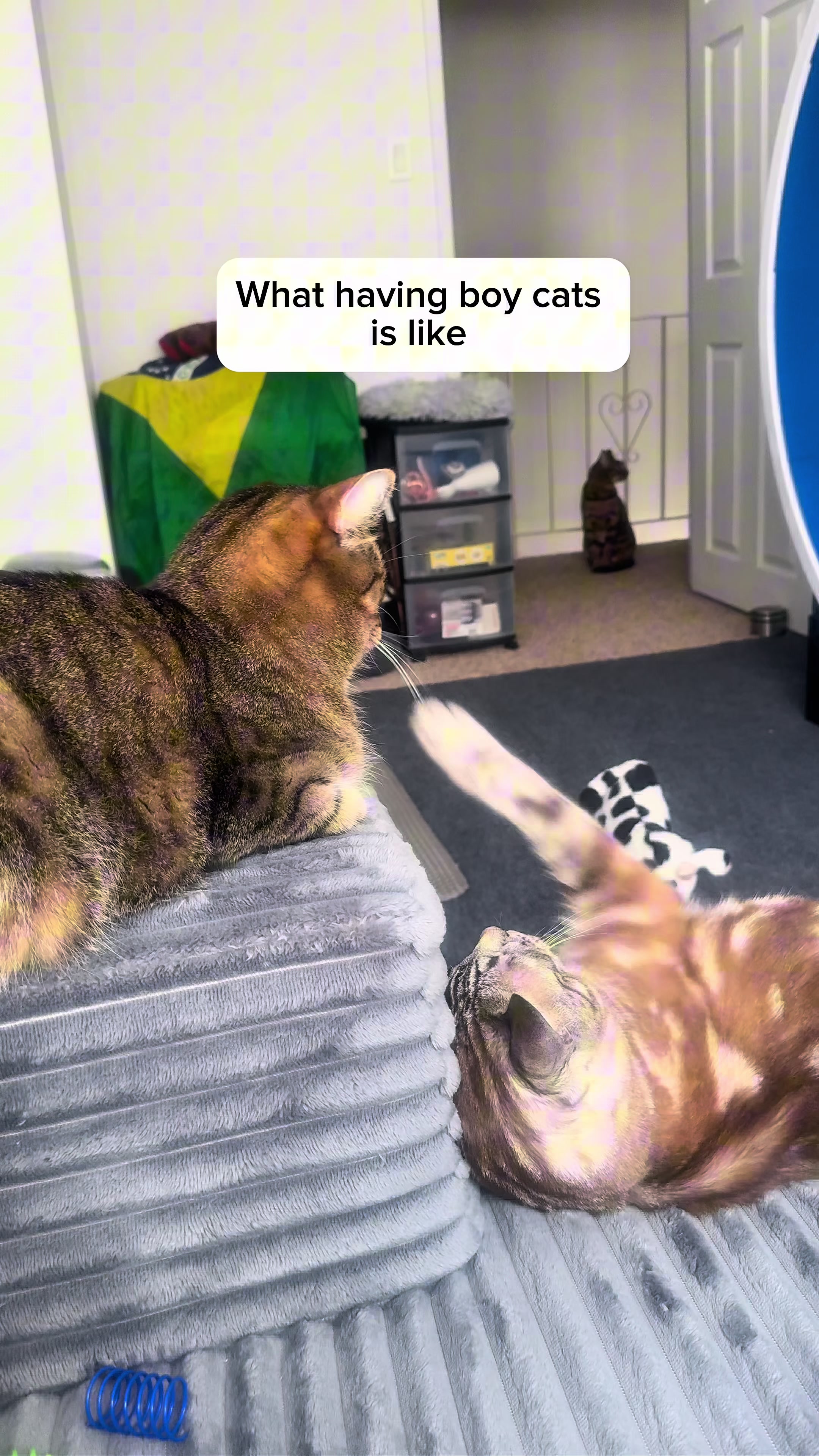 @Three Nawty Cats