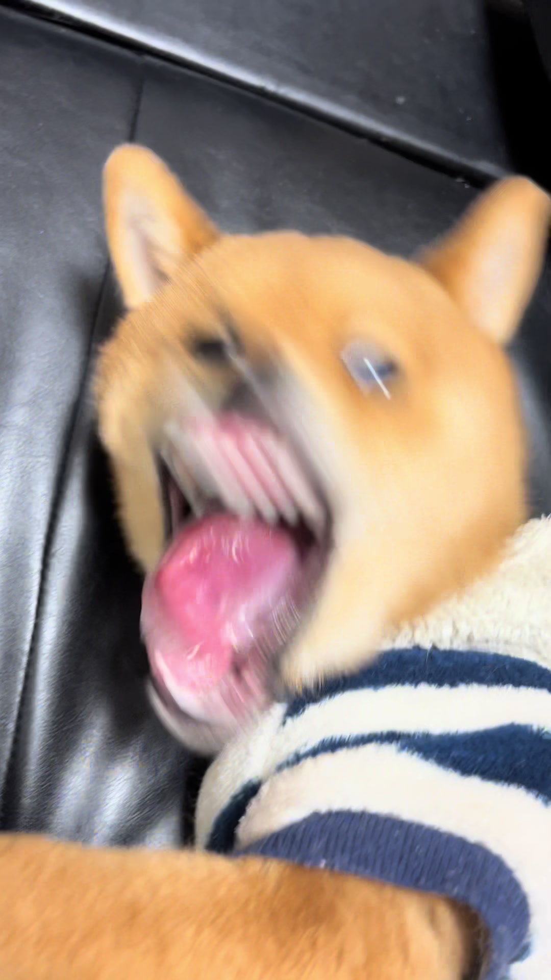 @シャクレ犬