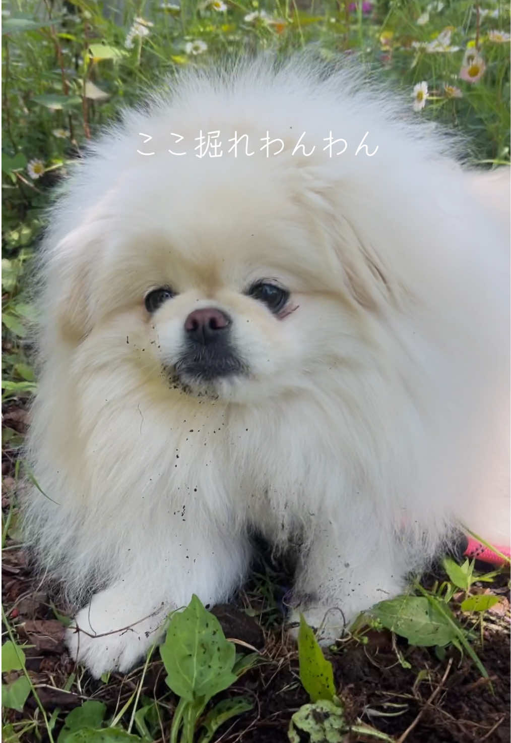 @なんこつ