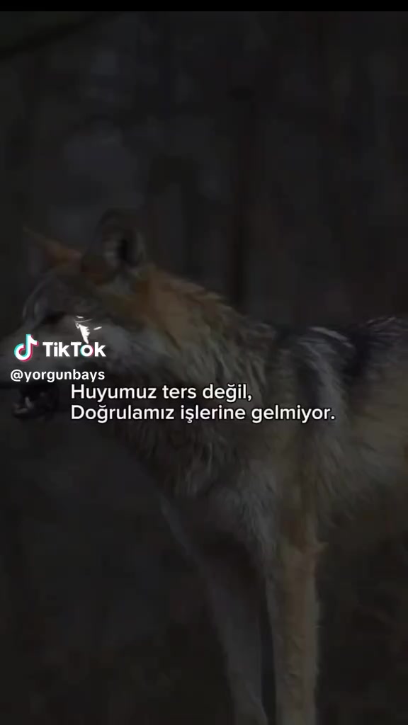 @ᴍᴜʜsɪ̇ɴ ɢᴏ̈ᴋᴀʟ🇹🇷