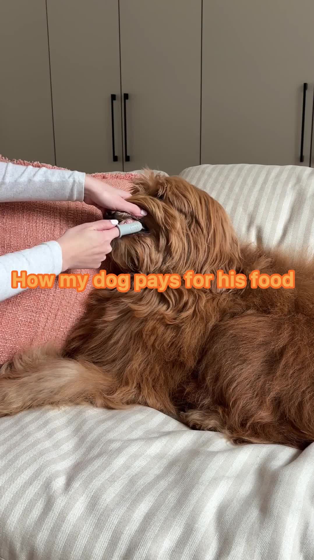@Pupwell