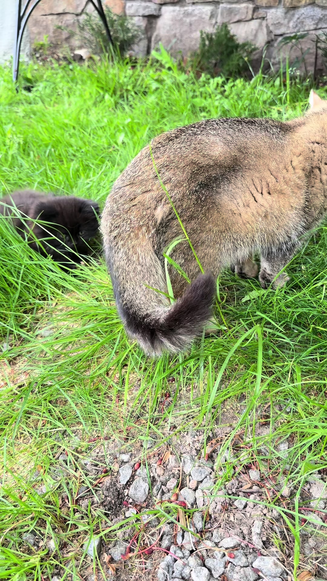 @cat.sheri.kittens