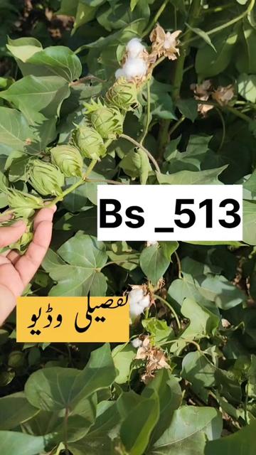 @Zulqarnain chattha