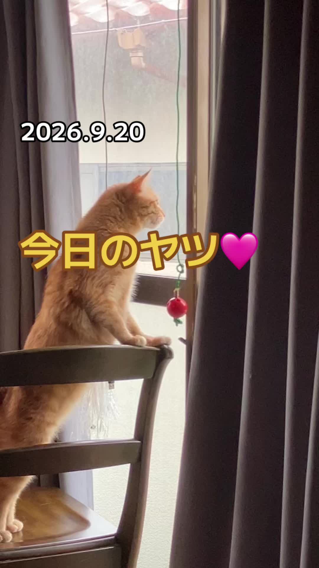 @茶トラ商店