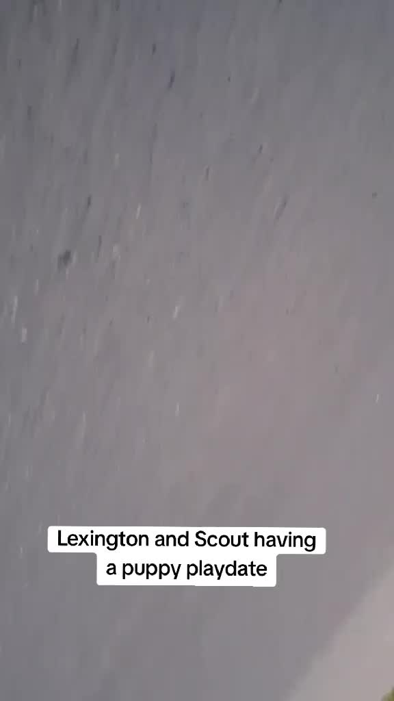 @Lex the SDIT