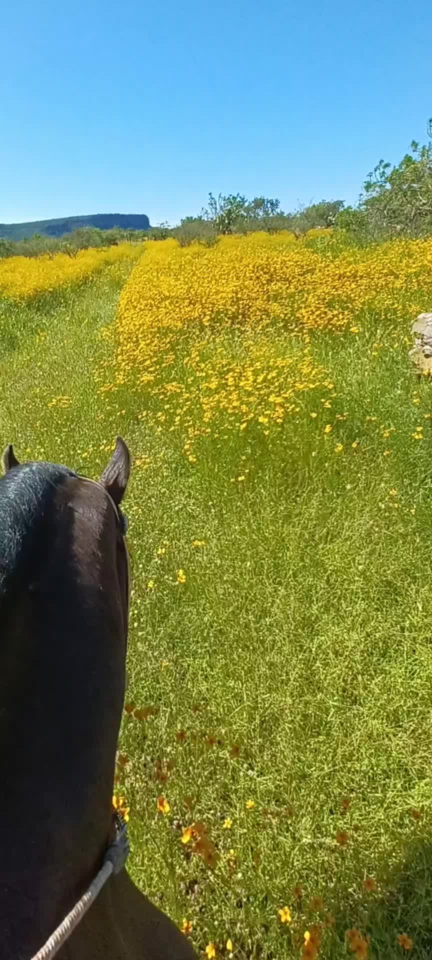 @El zurdo🌵🐴
