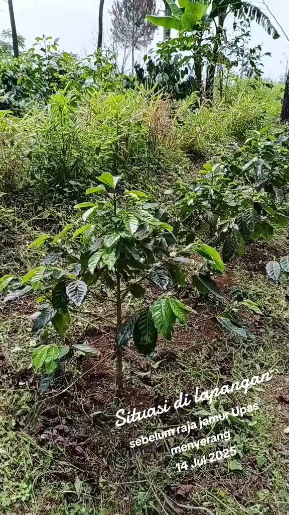 @kopi HD