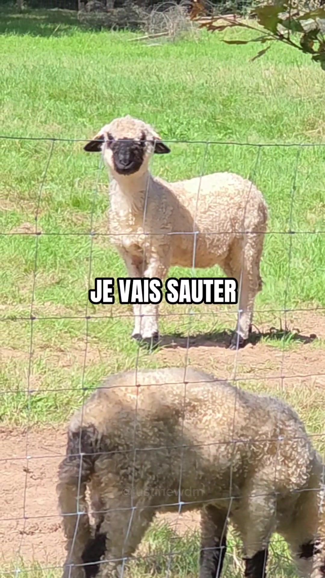 @Justine WDM