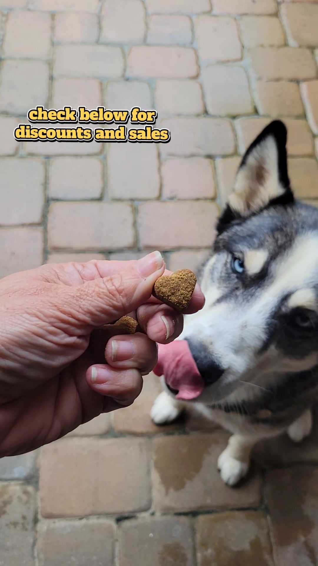 @the Hussey Husky ❌️
