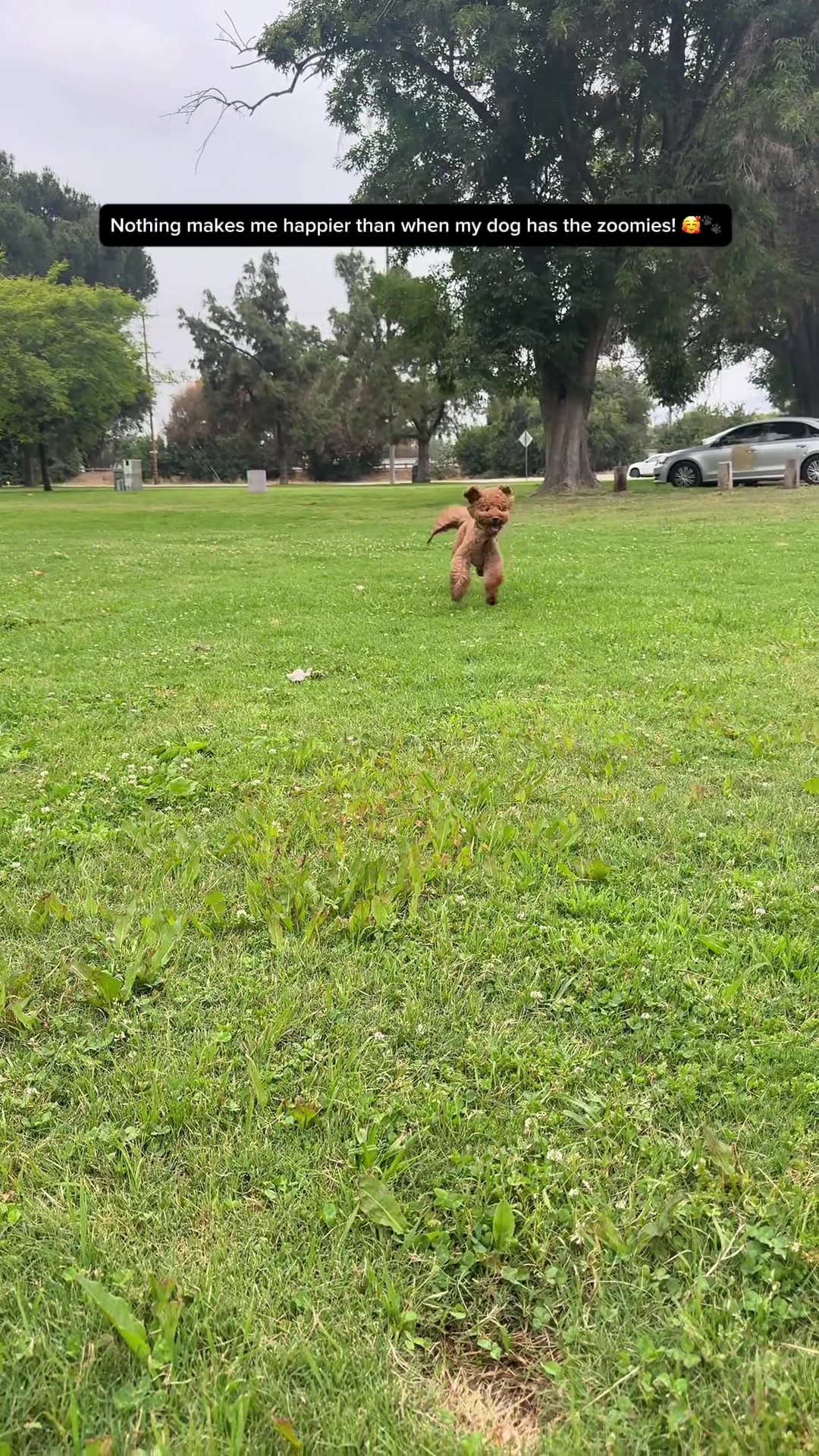 @Mocha | Mini Goldendoodle 🐾
