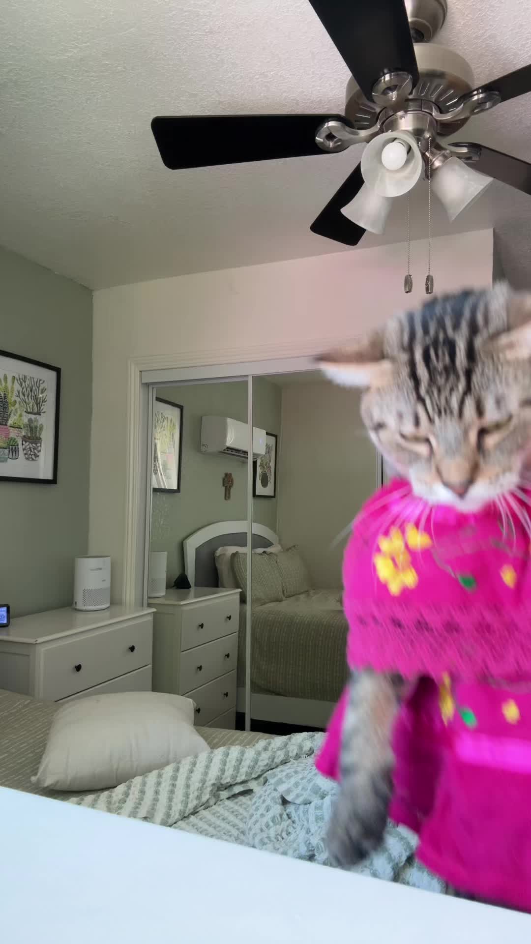 @thedancingcats13